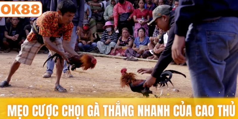 Mẹo cược chọi gà thắng nhanh nên học của cao thủ