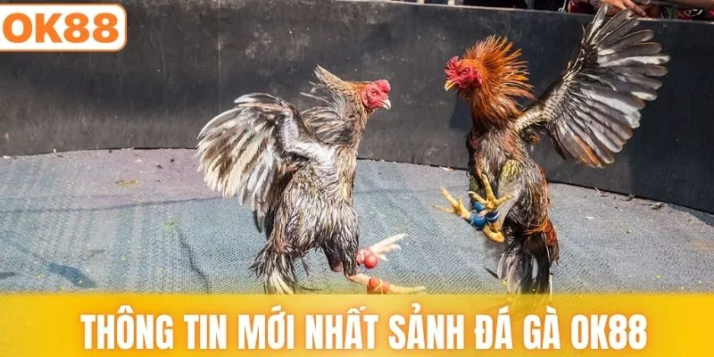 Tổng hợp thông tin mới nhất sảnh đá gà OK88